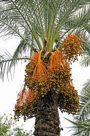 Italy 2759 Date Palm Tree Dates Tree Trees To Plant Fruit Garden