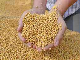 Soya Refined Soya Oil Futures Up On Governments Plan To