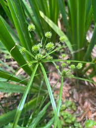 Image result for Lipocarpha nana