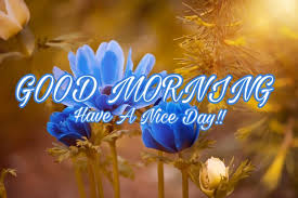 186+ good morning image photo wallpapers picture free download. Good Morning Flower Images Free Download Best Wishes Image