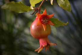 A pomegranate tree loaded with fruit, an orchard in sde ya'akov, israel fig. Pomegranate Fruit And Flower Drop Causes Control Agri Farming