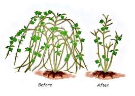 We did not find results for: Illustrated Guide To Growing Raspberries Mother Earth News