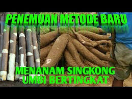 Penemuan Terbaru Cara Tanam Singkong Agar Berumbi Banyak Bertingkat 15 35kg Perpohon Youtube Di 2020 Tanaman Ide Berkebun Pohon