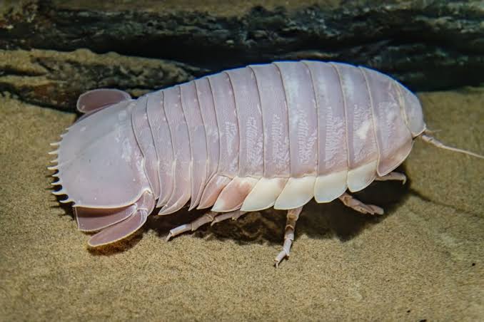 O que sabemos sobre as profundezas do oceano – e por que é tão arriscado explorá-lo | CNN Brasil