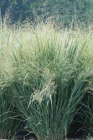 Image result for Aizoon virgatum