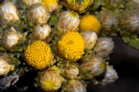 Image result for Inula glomerata