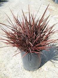 Image result for Phormium