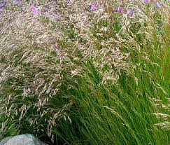 Image result for Avenella