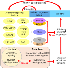 For example, a number of alternatively spliced genes in immunity are known. The Cellular Interplay Of Alternative Splicing And Rna Binding Download Scientific Diagram