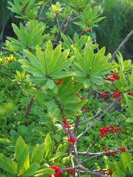 Image result for Daphne mezereum