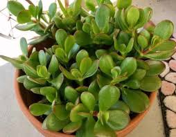 Antes de introducirnos de lleno en el tema dejemos aclarado lo que se entiende por cactus y por planta suculenta. Diferentes Nombres De Suculentas Los Nombres Mas Comunes