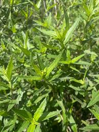 Image result for Aspilia natalensis