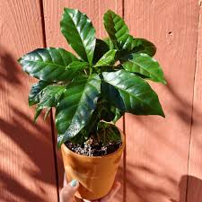 Image result for Coffea arabica