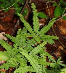 Image result for Adiantum patens