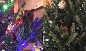 Girl 10 Is Left Terrified After Finding An Owl Roosting In Her Family Christmas Tree Daily Mail Online You can make bowknots and pendants using satin ribbons, sequins, dried oranges, pine cones, and more. family christmas tree daily mail