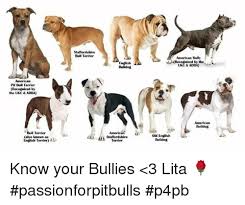 Via Me Me American Pitbull Terrier Staffordshire Terrier Terrier
