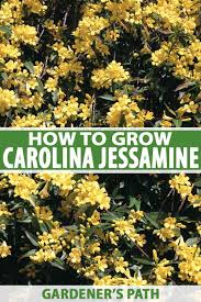 It has tiny little yellow flowers and green fruit that turns black. How To Grow Carolina Jessamine Gardener S Path