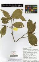 Image result for Rinorea brachypetala