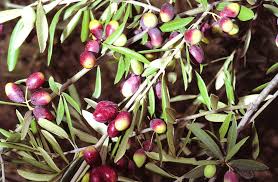 Trova e scarica risorse grafiche gratuite per olive. Cultivar Di Olive Da Olio Cosa Sono Caratteristiche Varieta Lifegate