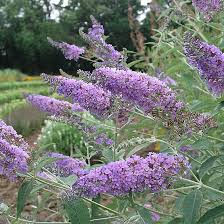 We did not find results for: The Butterfly Bush Debate Blog Rutgers Landscape Nursery