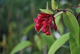 Solanaceae yunon tilidan olingan bo'lib, noaniq ta'rifli o'simlik. Cestrum Elegans Emerald Plants