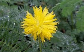 Image result for Neptunia oleracea