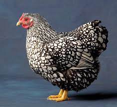 Check spelling or type a new query. Wyandotte Chickens Wyandotte Nation