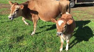 Mini Jersey Cow And Heifer Calf Youtube
