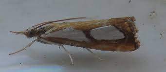Image result for Catoptria pinella