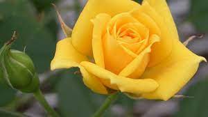 Wallpaper Yellow Flower Best Wallpaper Hd Yellow Rose Flower Rose Flower Hd Yellow Flowers