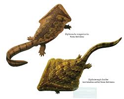 Image result for Diplorhynchus