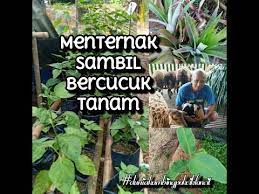 Yalah, kalau ada jiran senang nak minta tolong itu ini. Bercucuk Tanam In English
