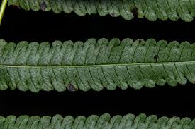 Image result for Pneumatopteris