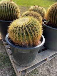 Lowest temperature for a cactus. Golden Barrel Cactus Designer Trees Australia