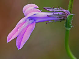 Image result for Lobelia flaccida
