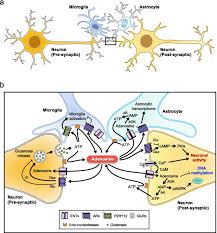 Image result for Adenosine