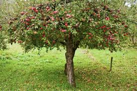 Wann der apfelbaum konkret blüht hängt tatsächlich von seiner sorte ab. Apfelbaum Experten Tipps Von A Bis Z Plantura
