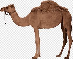 A camel is a highly efficient machine for its function and not merely a misshapen horse. Brown Camel Dromedary Bactrian Camel Camel Mammal Animals Png Pngegg