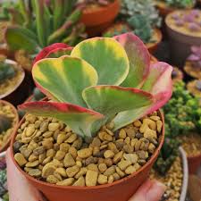 Kalanchoe Luciae Fantastic Variegated Paddle Plant Succulents Plants Paddle Plant