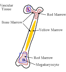 It is typically found at the center surrounded by red bone marrow. Cartoon Of Long Bone With Hyperlinked Red Marrow