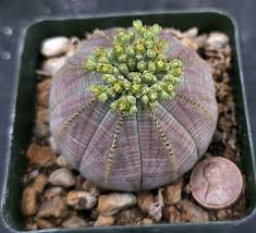 Image result for Euphorbia zambesiana