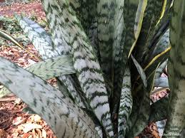 Image result for Sansevieria hyacinthoides