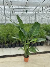 Image result for Strelitzia alba