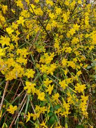 Image result for Jasminum nudiflorum