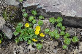 Image result for Landolphia glabra