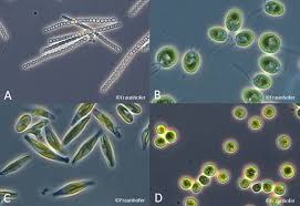 Image result for Microchloa altera