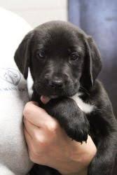 John's dog on the canadian island of newfoundland. Adopt Aspen On Petfinder Labrador Retriever Labrador Retriever Dog Labrador