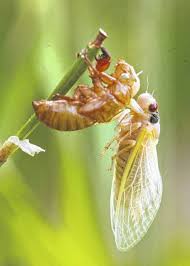 A cicada shedding the nymph exoskeleton. Cicadas To Emerge After 17 Years Sidney Daily News