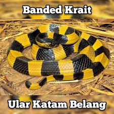 10 spesies ular paling berbisa di dunia sentiasapanas. 20 Jenis Ular Biasa Di Dunia Pencinta Haiwan Malaysia Facebook