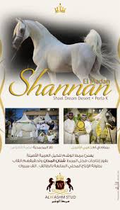 شنان المدان يهنئ الفائزين من انتاجه في بطولة الإنتاج المحلي Horses Arabian Horse Animals